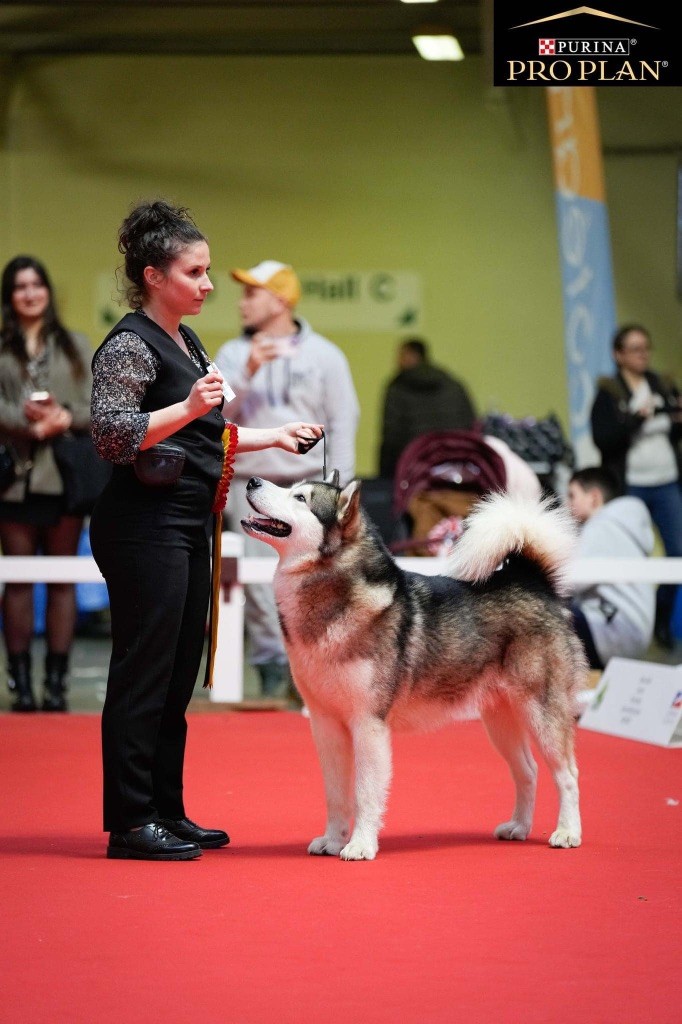 CH. Sir umba De Prana Des Loups