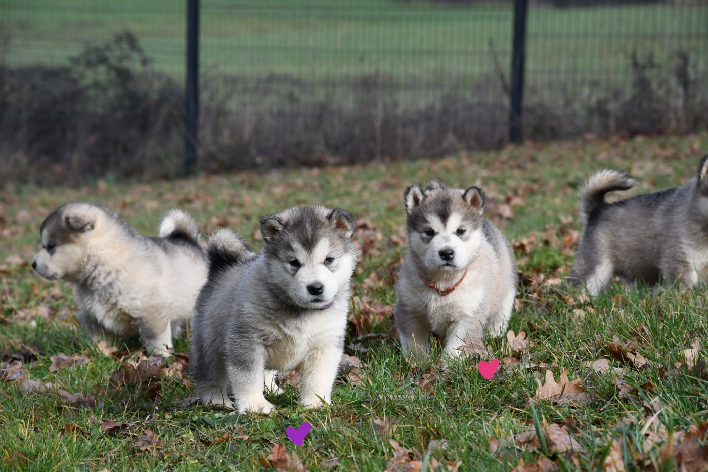 De L’Aurore De Skadi - Chiots disponibles - Alaskan Malamute
