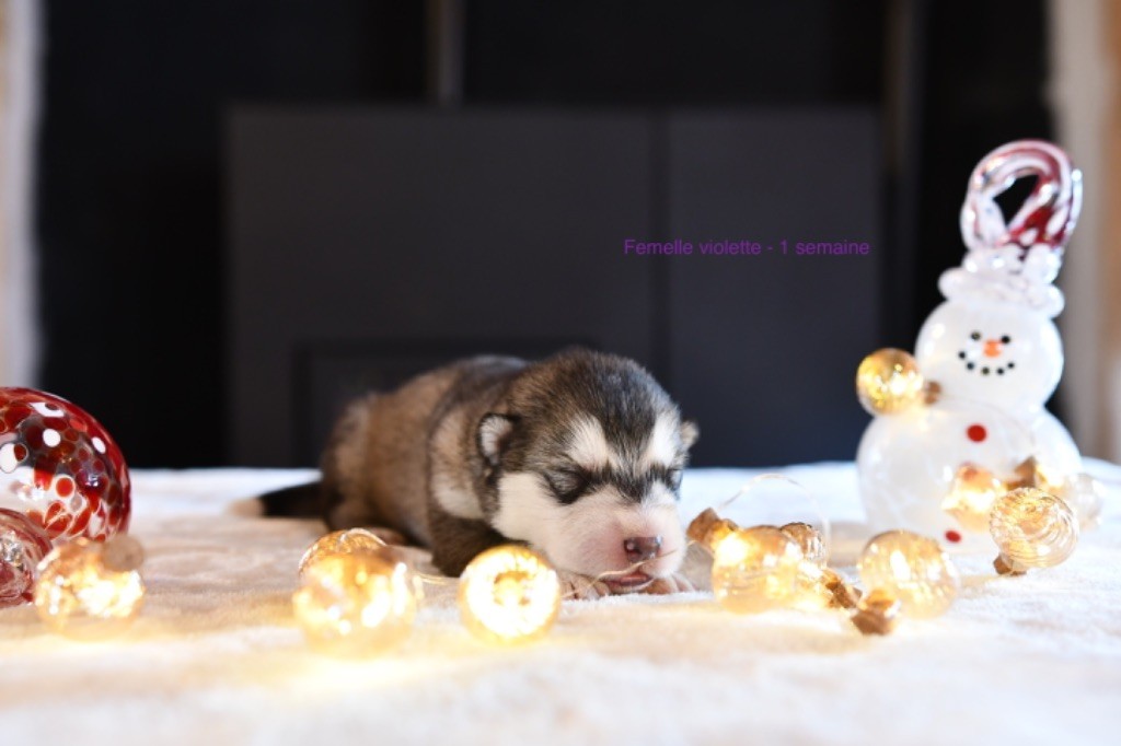 De L’Aurore De Skadi - Chiots disponibles - Alaskan Malamute